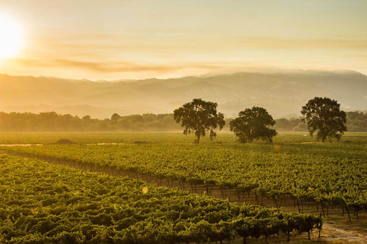 Our Approach to Winemaking