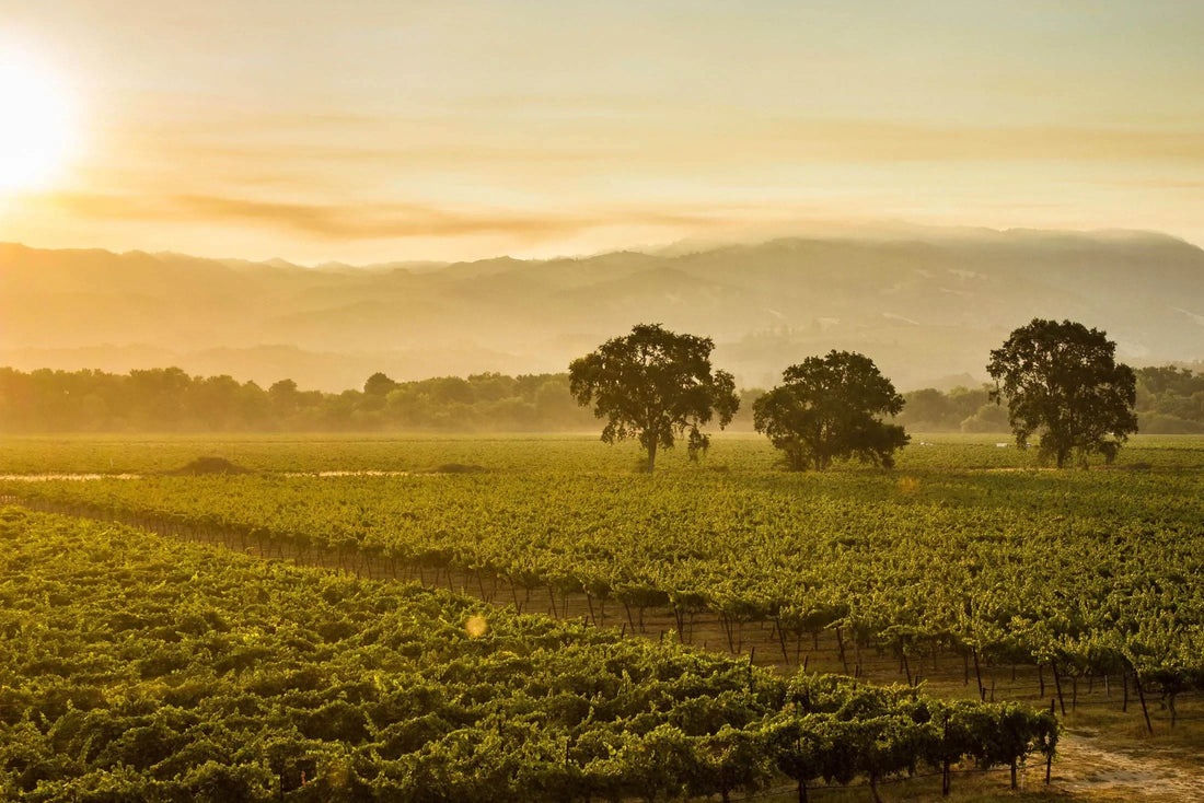 OUR APPROACH TO WINEMAKING