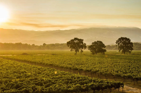 OUR APPROACH TO WINEMAKING